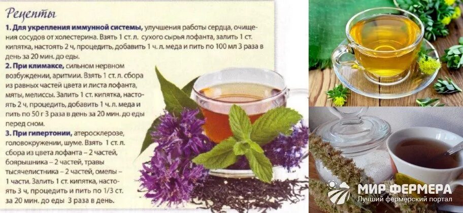 Лофант тибетский чай. Тибетская трава лофант. Рецепт лекарственного чая. Лечебные чаи из трав рецепты. Какие травы можно пить вместо чая