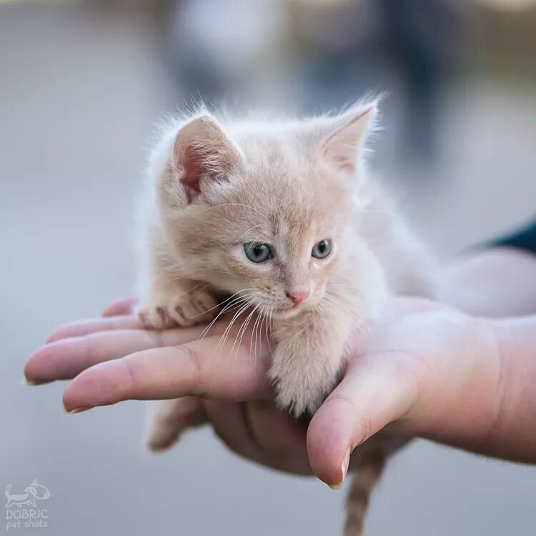 Котенок персикового цвета. Ашка персикового цвета. Кот метис персиковый. Кошки персикового окраса. Котята персикового окраса.
