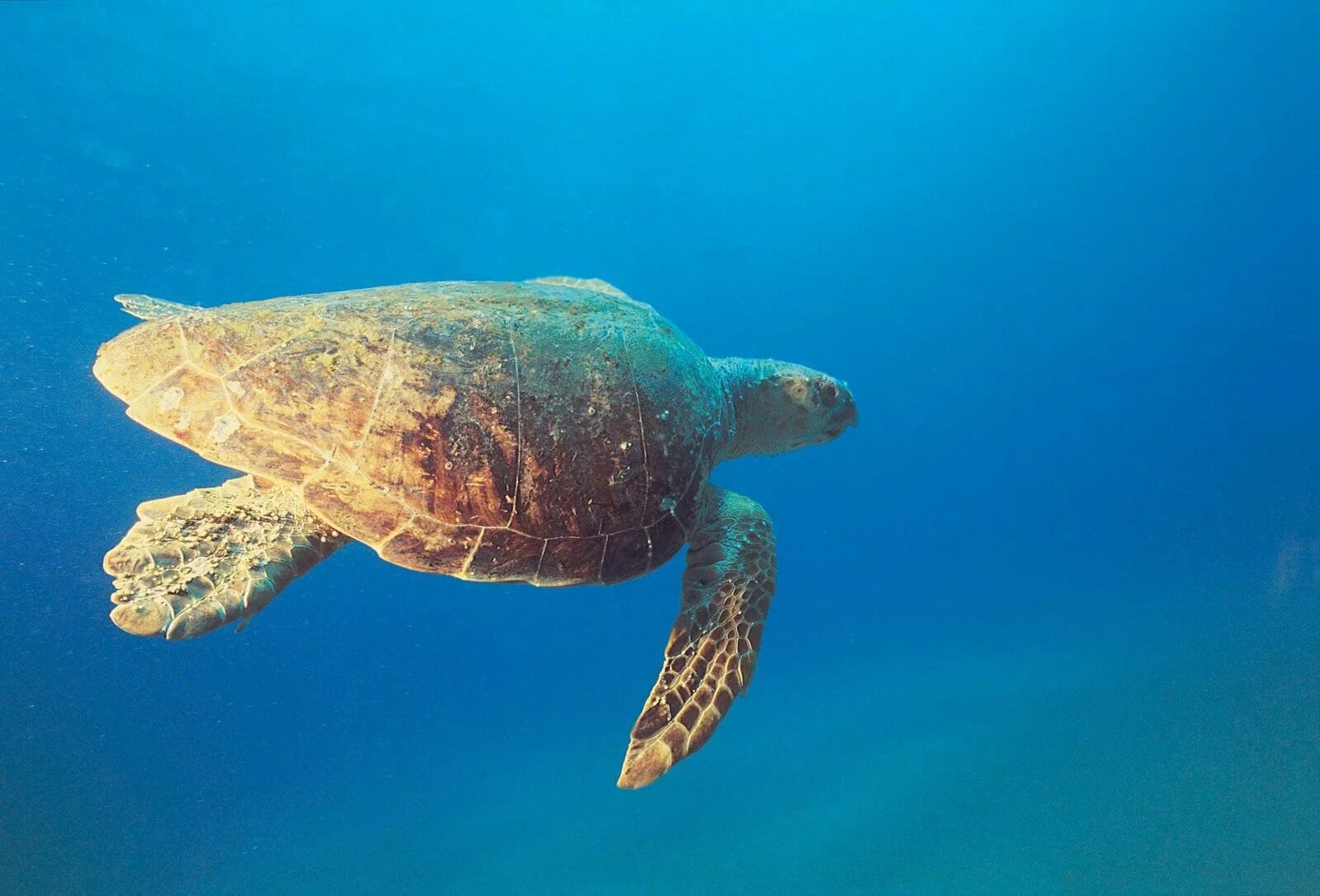 Скорость морской черепахи. Черепаха Каретта-Каретта. Черепаха Каретта (логгерхед). Гигантская кожистая черепаха. Морская черепаха логгерхед.