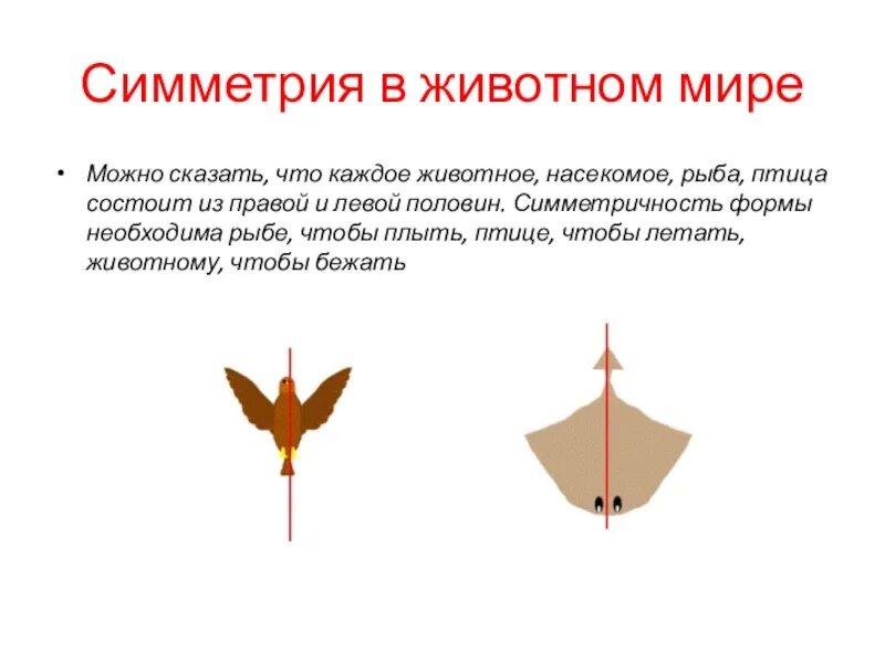 Тип симметрии птиц. Симметрия. ось симметрии животные. симметрия птиц.