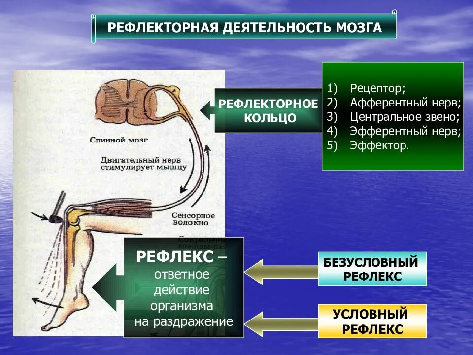 Рефлекторная деятельность. Рефлекторная деятельность мозга. Рефлекторная деятельность спинного мозга. Рефлекторная деятельность нервной системы.