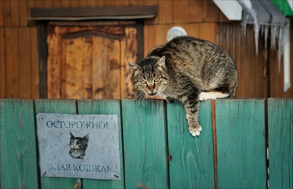 Осторожно злой кот. Осторожно злая кошккошка. Осторожно злая кошка. Смешные кошки на заборе.