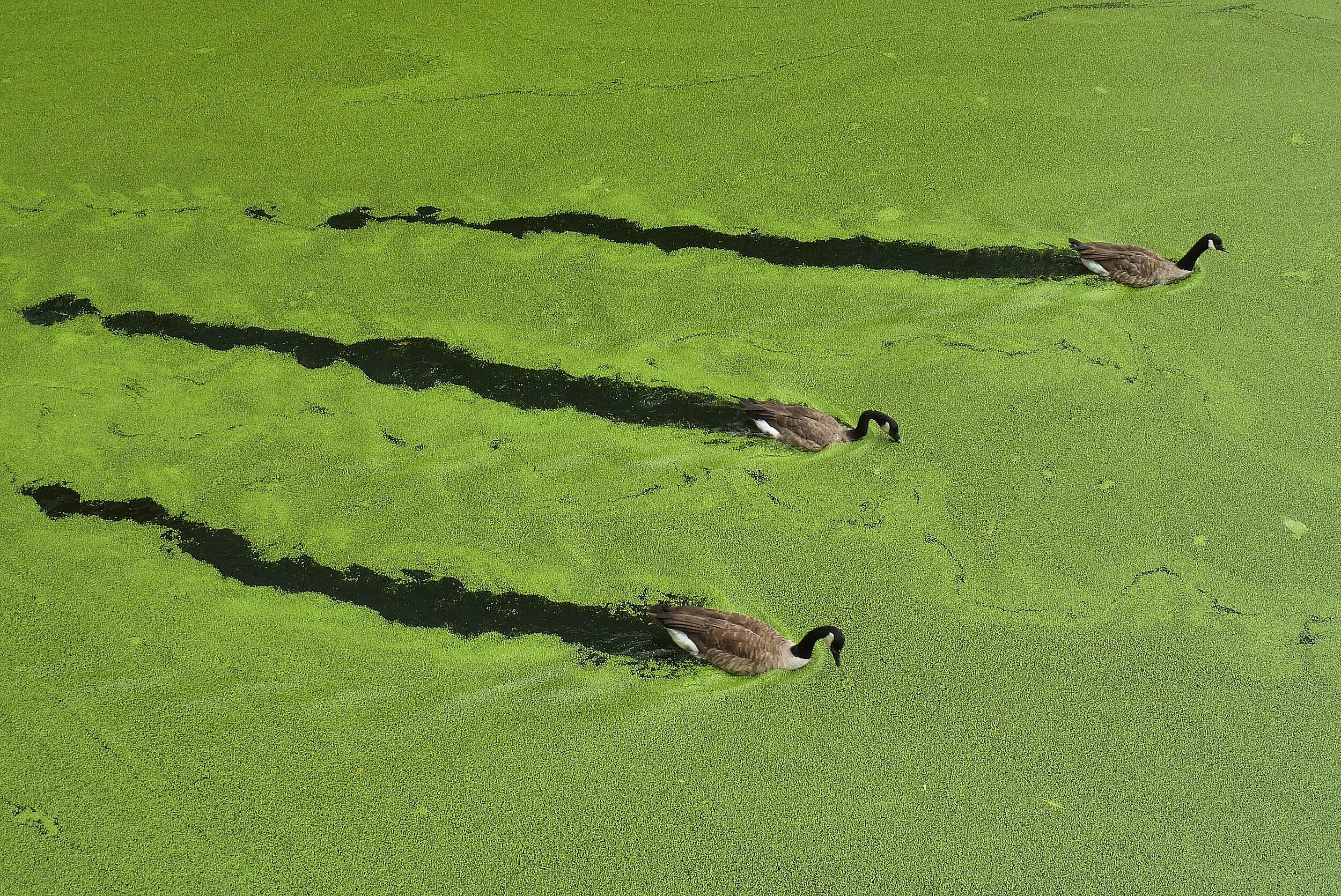 Отсутствие водорослей. Blue Green algae. Смешные водоросли. Водоросли прикол. Сине-зеленые водоросли в пруду.