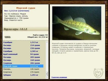Морской судак 5
