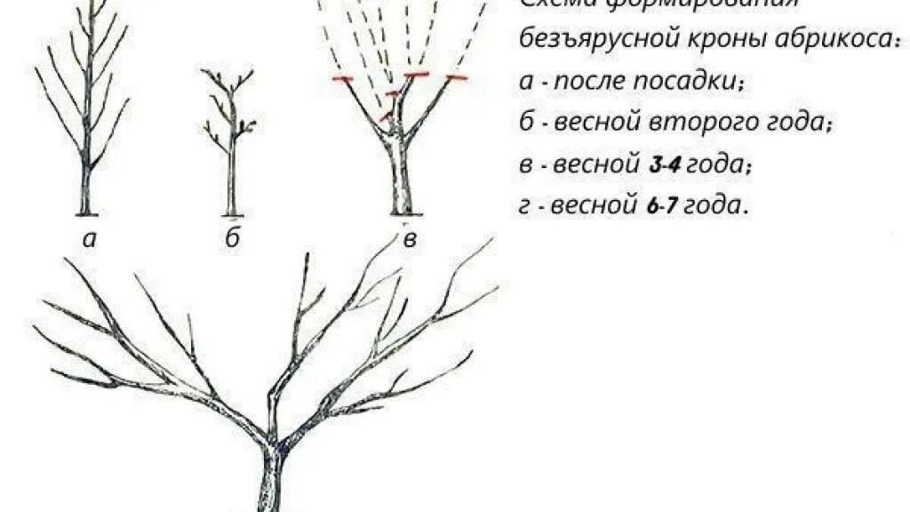 Как правильно обрезать орех. Схема обрезки плодовых деревьев весной. Обрезка абрикоса весной схема. Обрезка плодовых деревьев весной абрикос. Правильно обрезать абрикос весной.