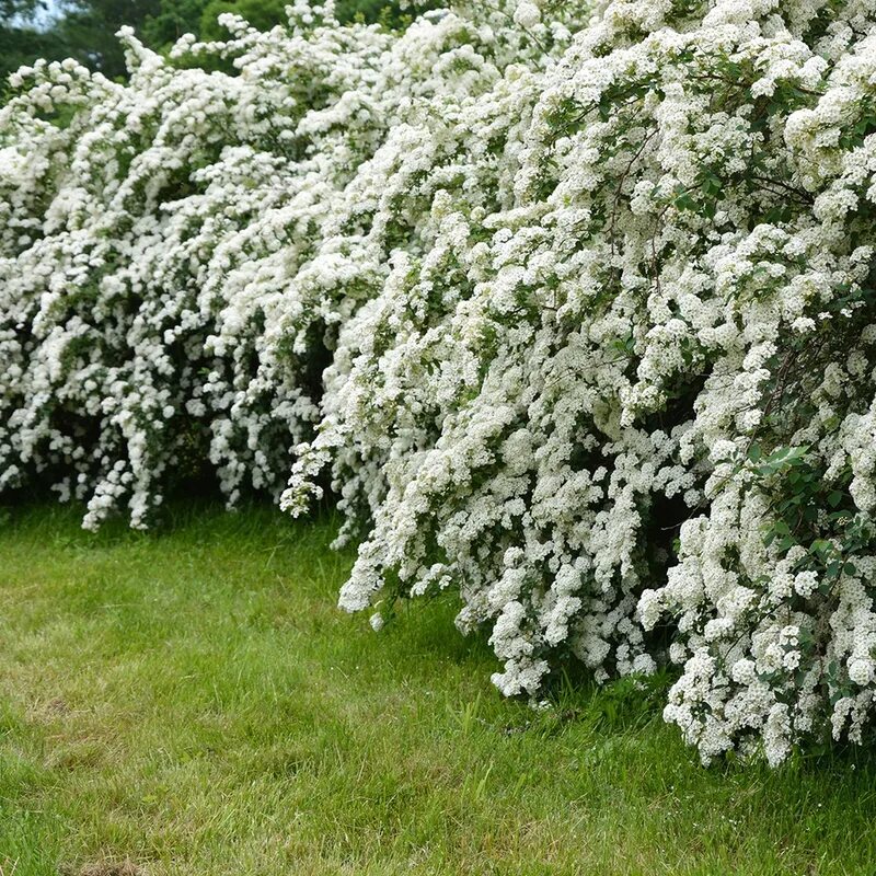 Кусты фото. Спирея аргута Spiraea arguta. Спирея Вангутта, ниппонская. Спирея острозазубренная аргута.