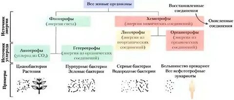 Хемотрофы примеры