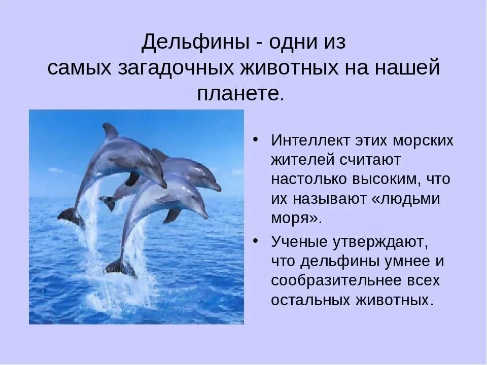 Что значит дельфин. Доклад о дельфине. доклад про дельфинов. проект про дельфинов. сообщение о дельфинах.