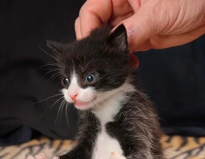 Подобрали кошку делать