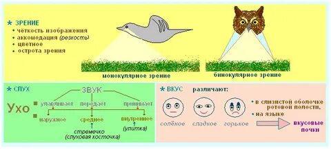 Развитые органы чувств у птиц
