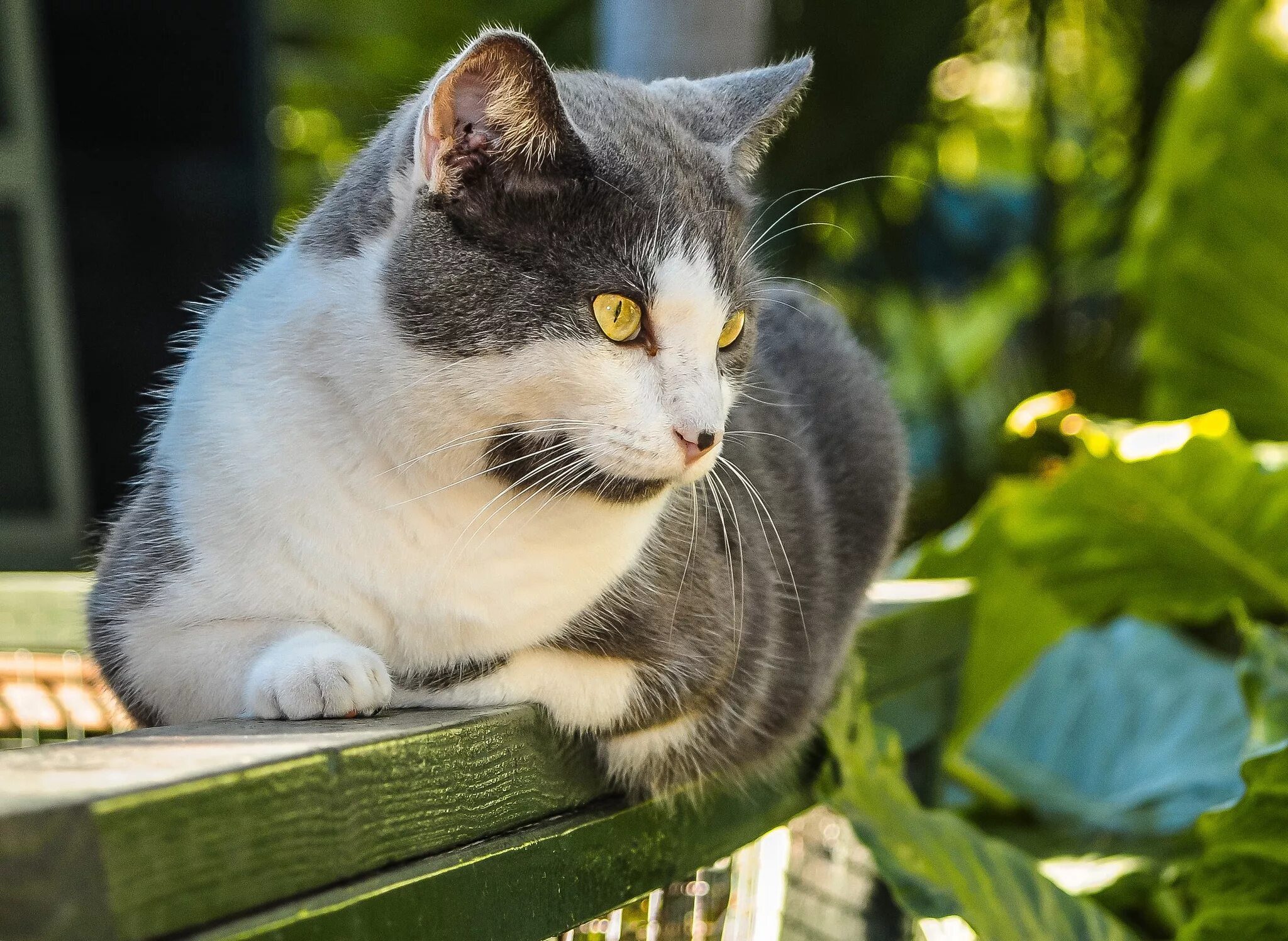 Wait cats