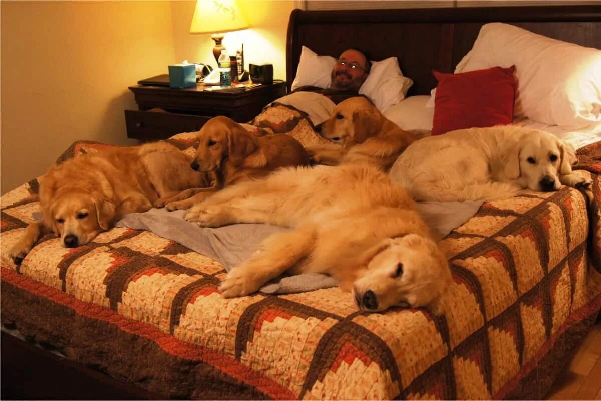 Кровать для собаки. Собачка лежит на кровати. Диван для собаки.