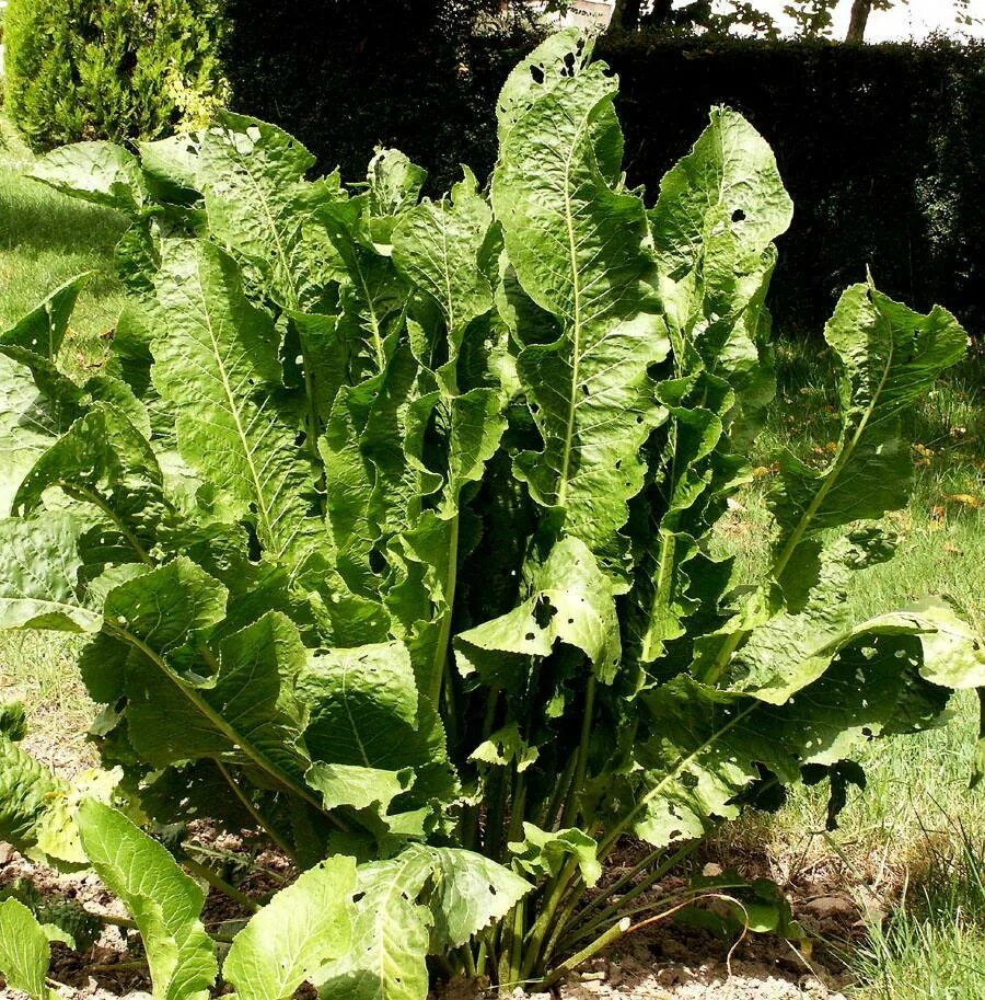 Листик хрена. Как выглядит хрен. Как выглядит хрен. Хрен растение. Хрен horseradish.