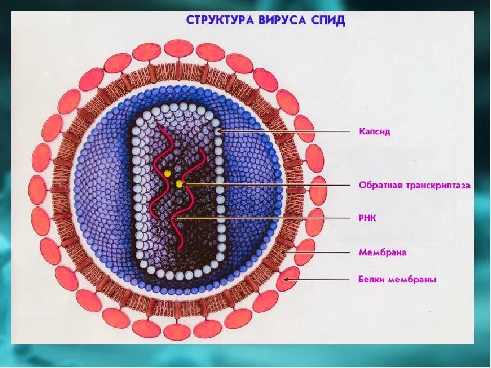 Строение вич. Строение вируса СПИДА. Структура вириона вируса СПИДА. Строение вируса ВИЧ. Схема строения вириона ВИЧ.