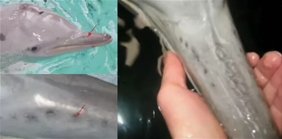 Половые органы дельфина. Кожа дельфина. Молочные железы у дельфинов. Половые органы самки дельфина.