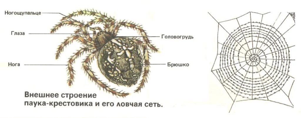 Паукообразные схема. Внешнее строение паука схема. Внешнее строение паука биология 7. Схема внешнего строения паука крестовика. Строение паука крестовика.