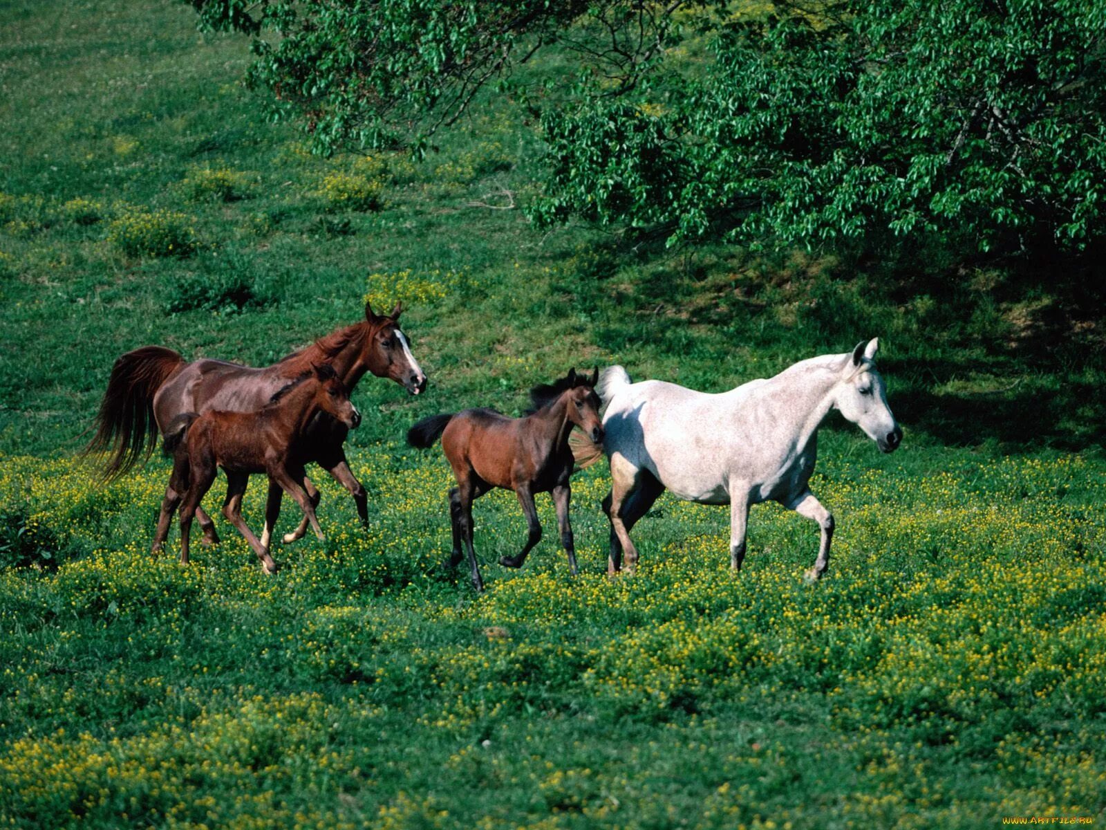 Horse family. Лошади на лугу. Лошадь с жеребенком. Семья лошадей. Стадо лошадей.