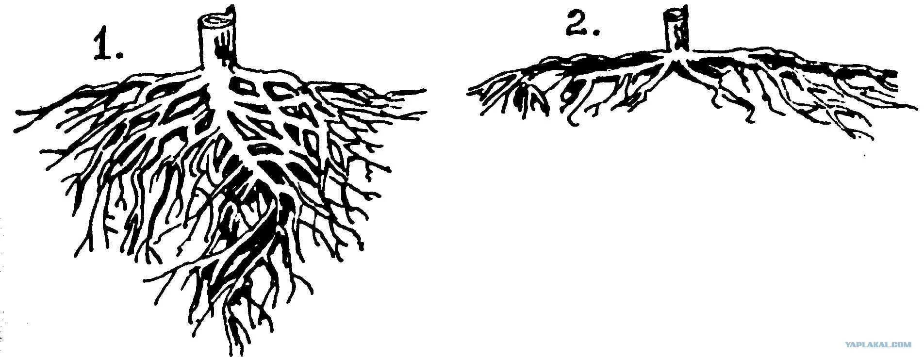 Корневая у хвойных. Стержневая корневая система сосны. Корневая система хвойных. Арбускулярная микориза.