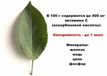 Диаметр яблони