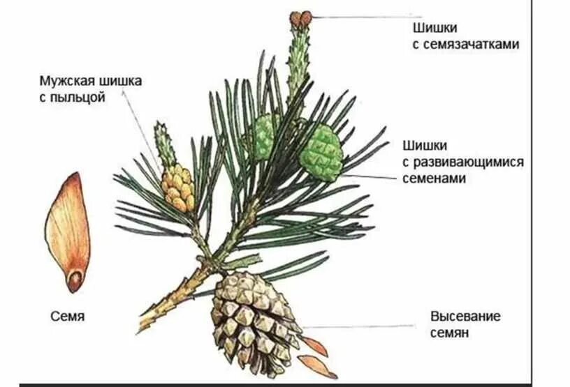 Хвойное растение схема. Строение шишки сосны ( голосеменного растения. Шишки голосеменных сосны. Семенные чешуи сосны обыкновенной. Строение шишки голосеменных растений.