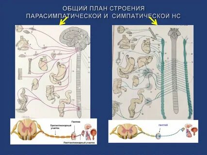 Нейроны симпатической системы