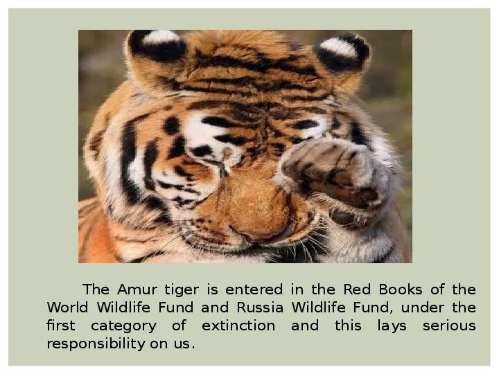 Body parts tiger. Доклад про животное тигр. Tiger перевести на русский. Сообщение про тигра по английскому языку. Тайгер на английском.