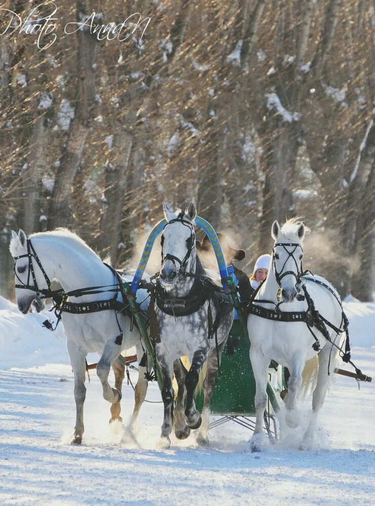 Тройка зимних лошадей. Тройка лошадей зима. Зимняя тройка васнецов. Тройка зимних лошадей. Русская тройка орловских рысаков.