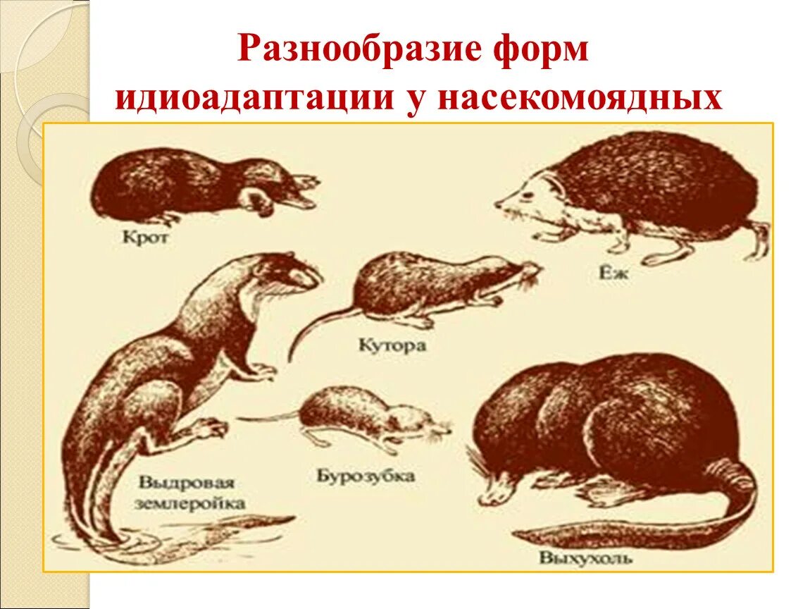 Направление эволюции крота. Многообразие насекомоядных. Идиоадаптация примеры. Идиоадаптация у животных. Основные направления эволюции.