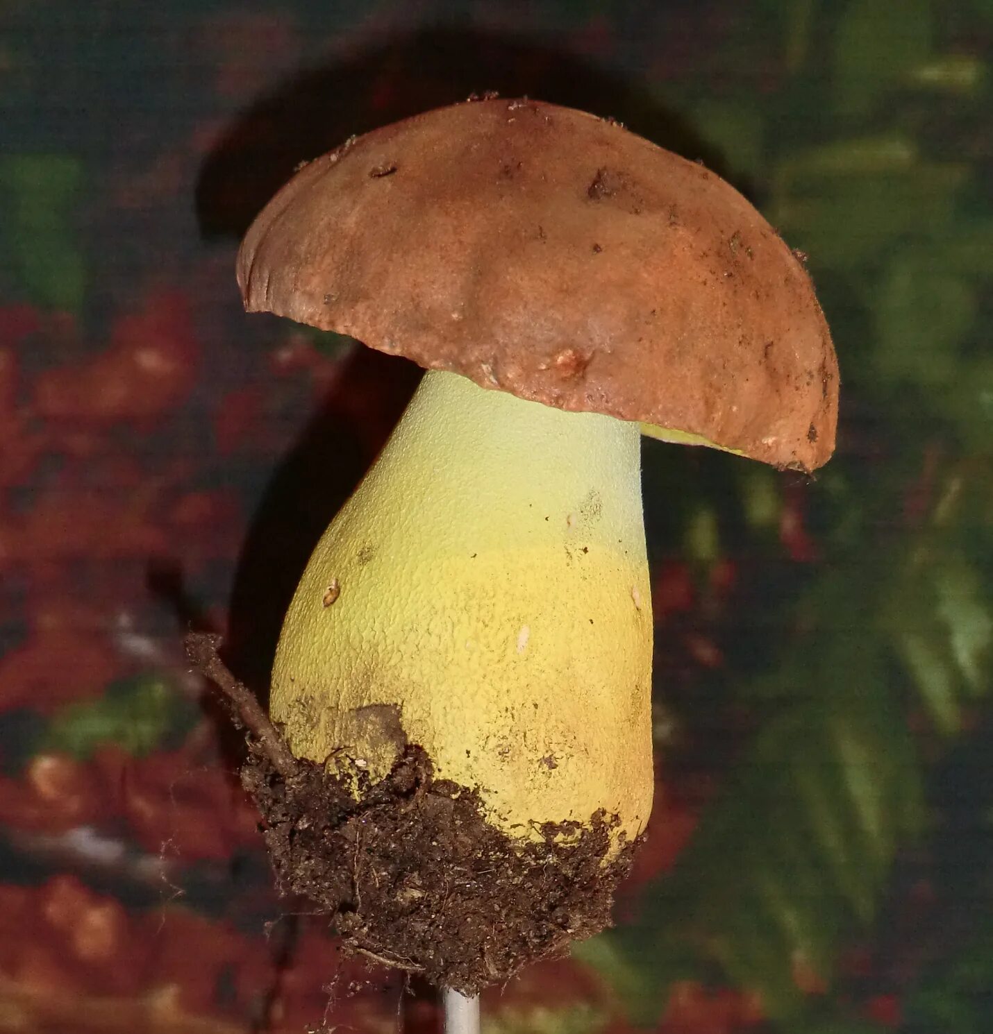 Гриб снизу. Боровик девичий (Boletus appendiculatus). Гриб Боровик Фехтнера. Боровик Фехтнера (Butyriboletus fechtneri). Боровик придаточковый (Butyriboletus appendiculatus).