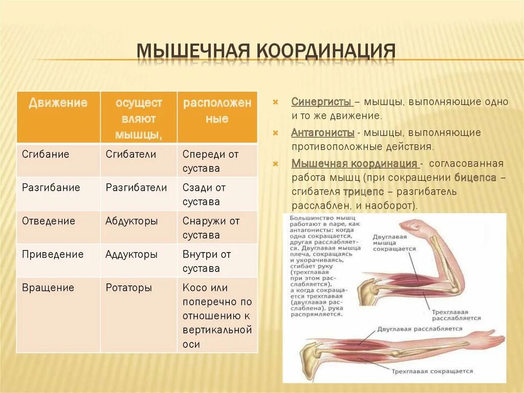 Мышечное чувство конспект. Мышцы синергисты верхней конечности. Мышечная координация. Мышцы синергисты функции. Функции мышц синергистов и антагонистов.