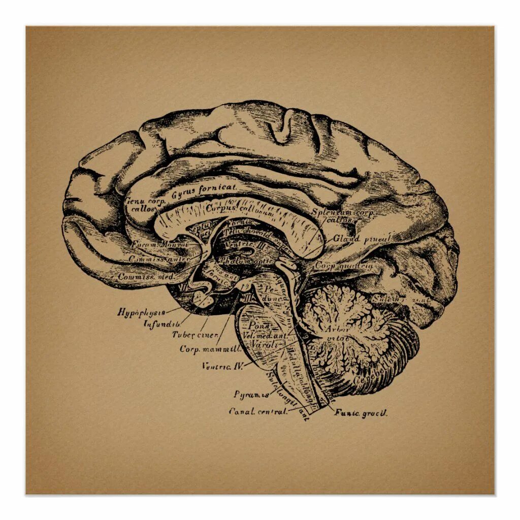 Мозг гравюра. Мозг старинный рисунок.