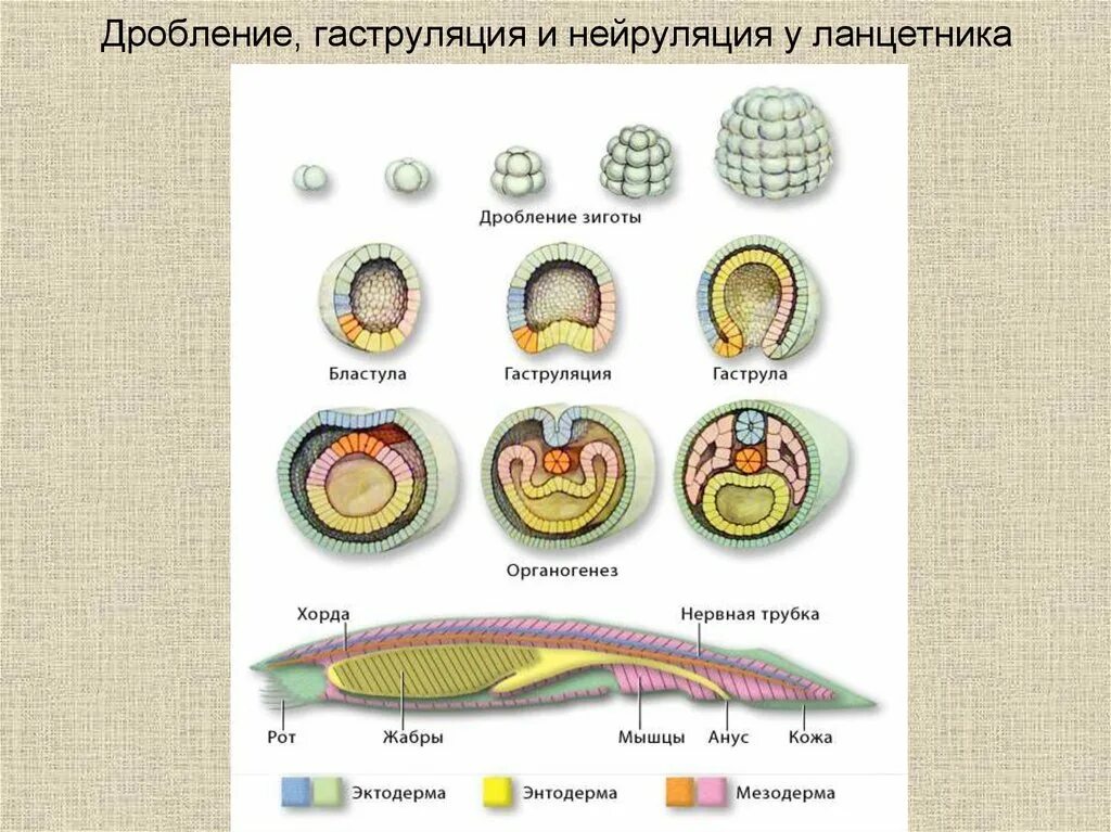 Дробление зиготы гаструляция органогенез образование. Стадии эмбриогенеза дробление бластула гаструла нейрула. стадии эмбрионального развития ланцетника бластула. схема развития зародыша ланцетника. стадии эмбрионального развития ланцетника.