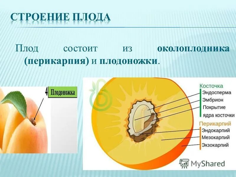 Перечислите части околоплодника. Строение плодов околоплодника. Плод строение плода. Строение плода растения. Опишите строение плода..