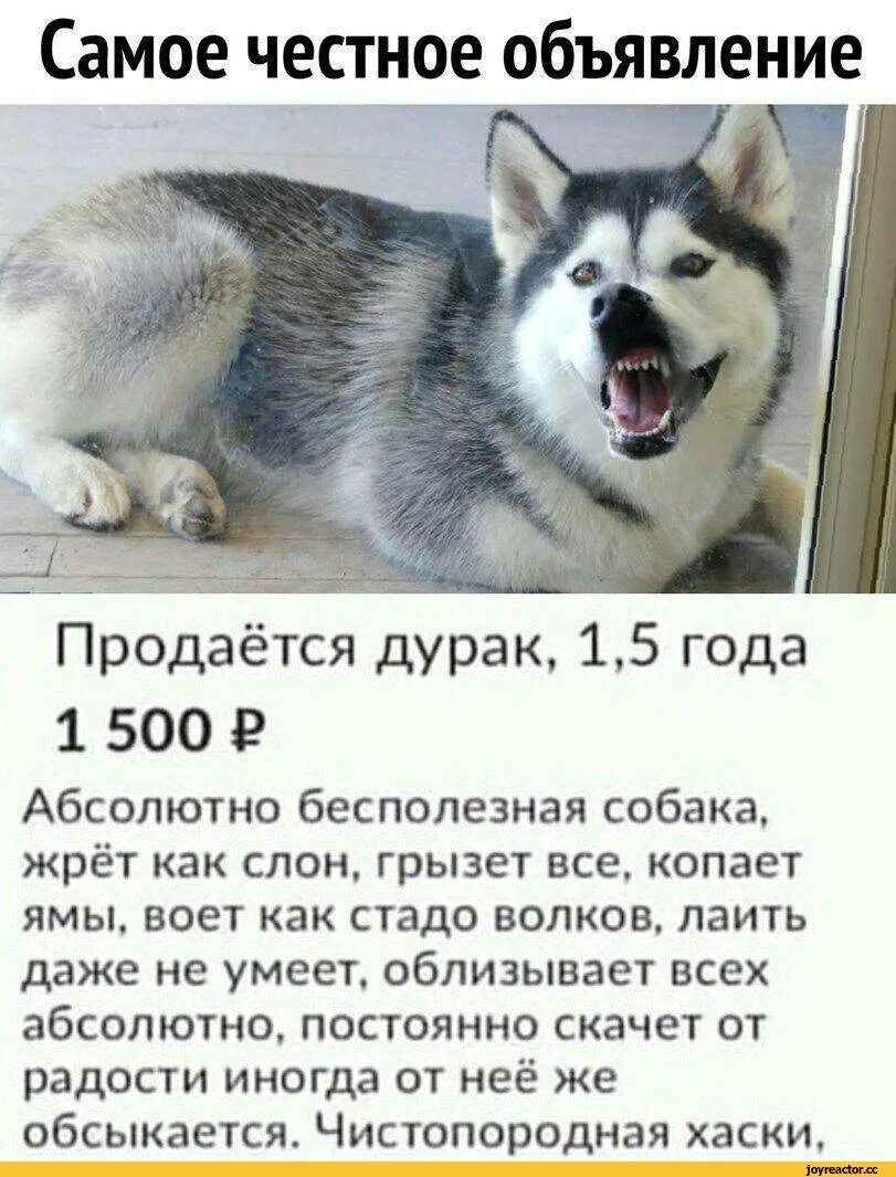 Будто бы как хаски хочешь