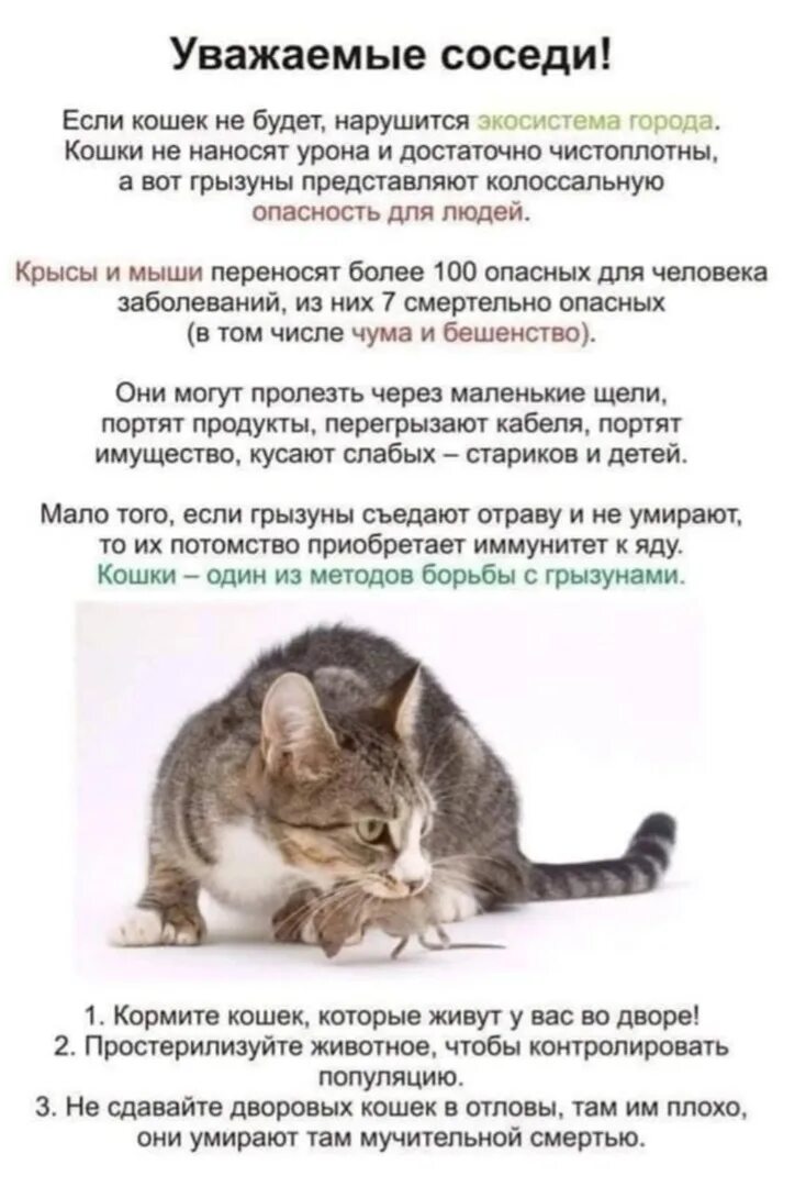 Кошки как справиться. Объявление про кошек в подъезде. Объявление не кормить кошек в подъезде. Не кормите кошек в подъезде. Уважаемые соседи убирайте за своими кошками.