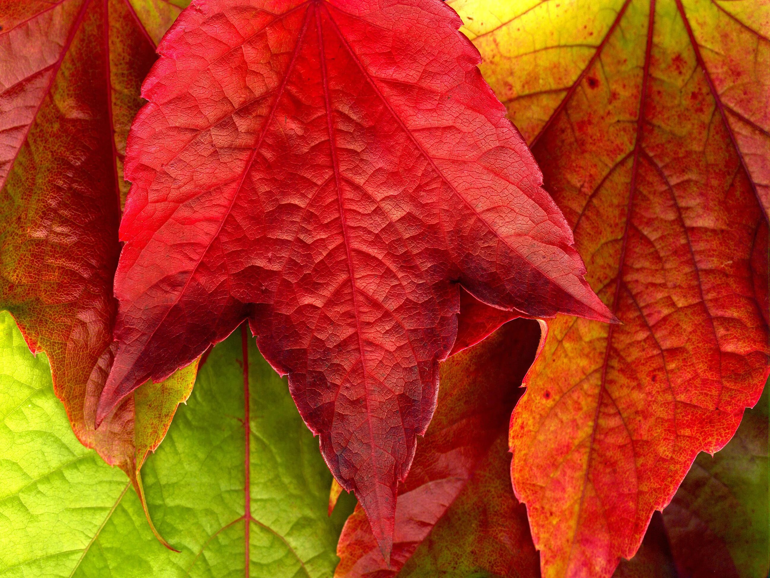 Листья краснеют по краям. Осень. Листья. Осенние листья. Красный лист.