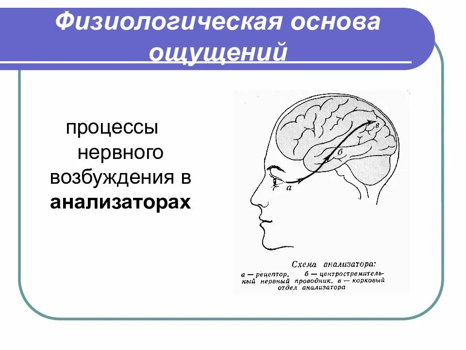 Физиологическая основа ощущений. Физиологическая основа ощущений в психологии. Физиологические основы восприятия в психологии. Физиологическая основа процесса восприятия в психологии.