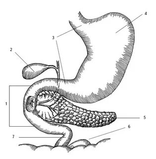 Кот привратника