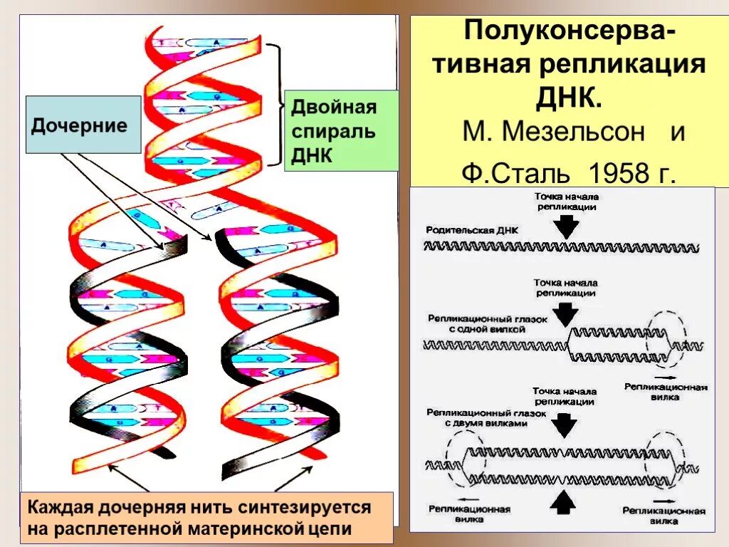 Материнская цепь днк. Мезельсон и сталь репликация ДНК. Двойная спираль молекулы ДНК. Структура двойной спирали ДНК. Репликация молекулы ДНК.