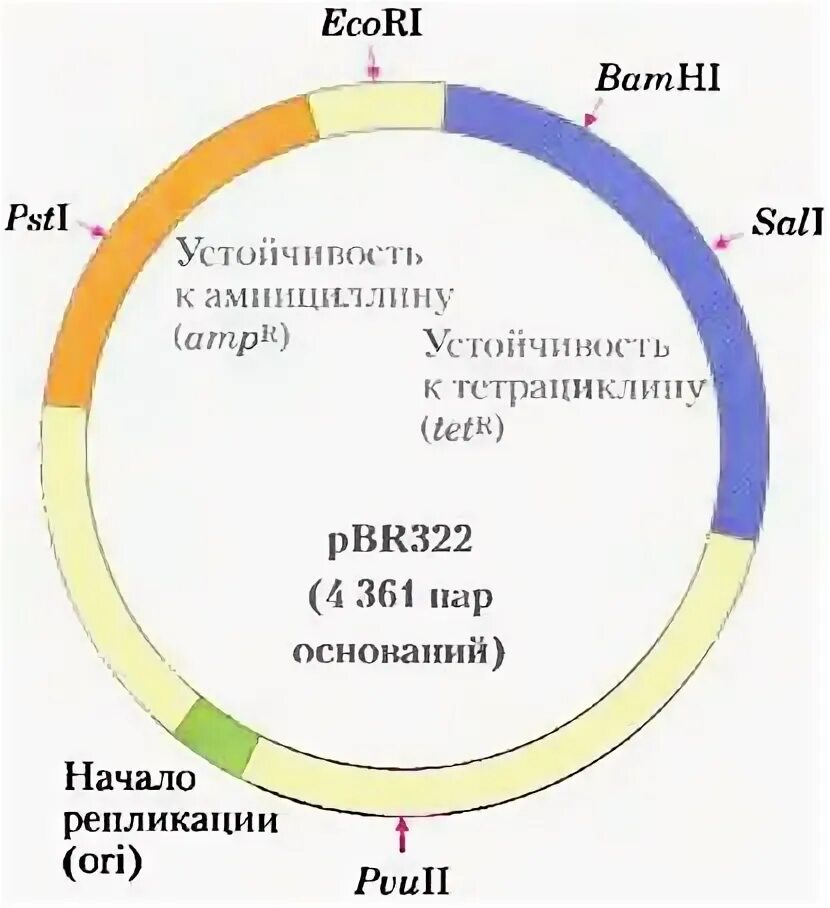 Плазмида pbr322. Схема строения плазмиды pbr322. Плазмида pbr322 инсулин. Строение плазмиды на примере pbr322. Ген резистентности