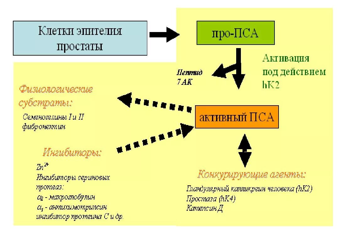 Как сдать пса мужчине подготовка. Специфический антиген. Простатический специфический антиген. Пса Свободный простатический специфический антиген. Простат специфичный антиген биохимия.