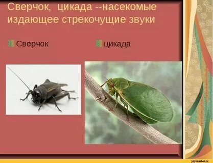 Насекомые издающие звуки