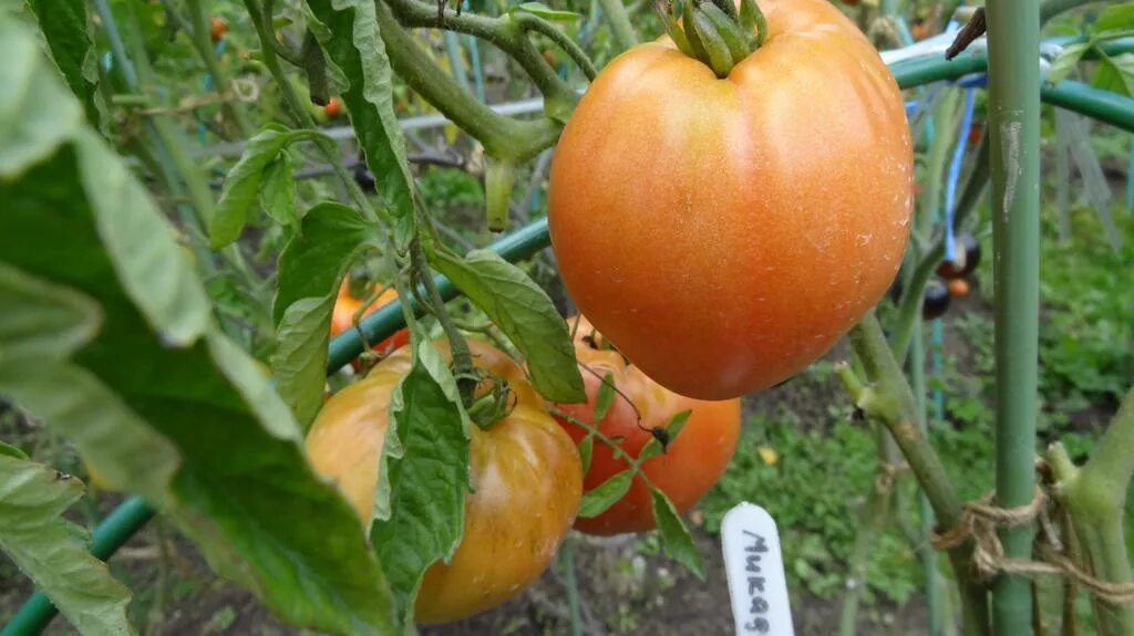 тополиный бальзам. томат юбилейный тарасенко аэлита семена.