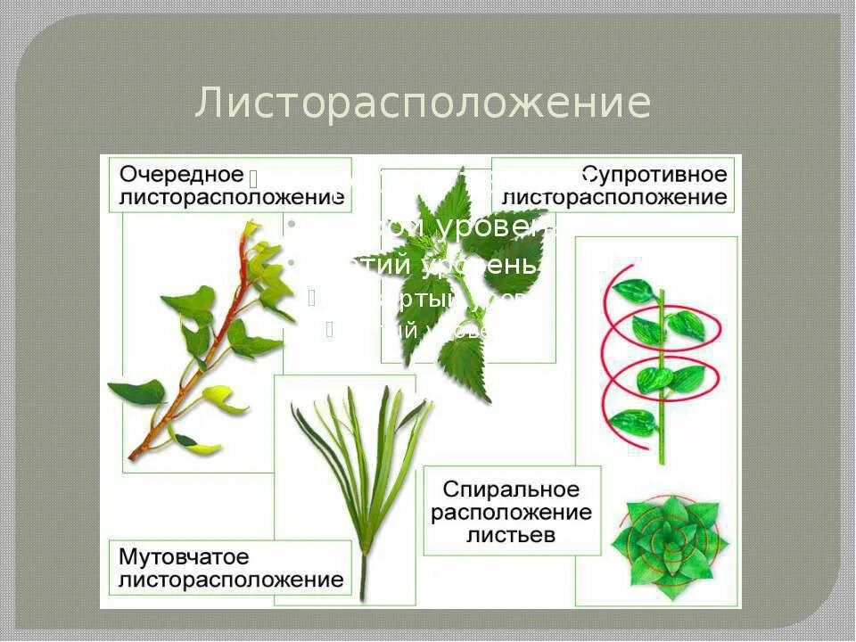 Тип листорасположения зверобоя. Листорасположение хлорофитума. Спиральное расположение листьев. Листорасположение 6 класс биология.