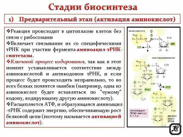 Синтез белка сколько аминокислот. Синтез белка сколько аминокислот