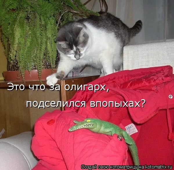 Стихи оксаны зет ни о чем не жалейте. Жена собирается на работу утром. Я руковожу. Прикольные коты с надписями. Впопыхах впопыхах.