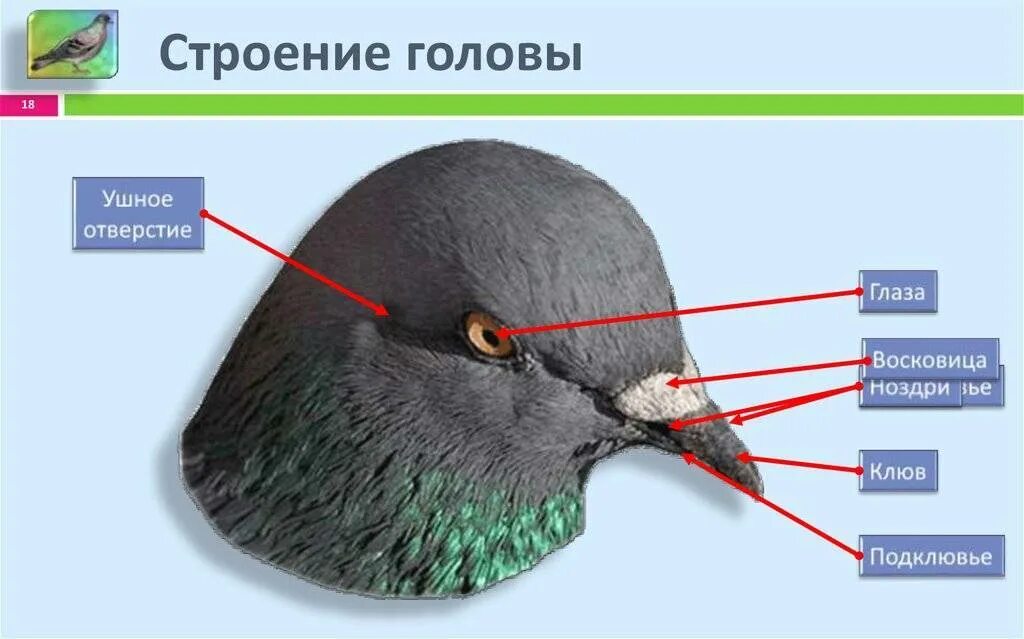 Строение клюва голубя. Строение головы птицы. Строение птичьего клюва. Строение клюва птицы.