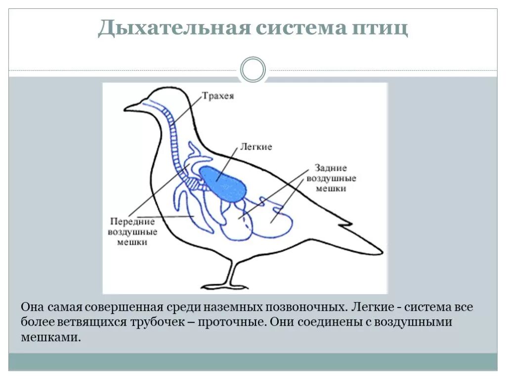 Дыхание птиц является. Система органов дыхания птиц органы дыхания птиц. Система органов дыхания птиц схема 7 класс. Схема дыхательной системы птицы. Дыхательная система птиц воздушные мешки.