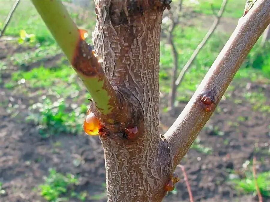 Абрикос смола. Абрикос смола. Смолистая камедь. Камедетечение вишни монилиоз. Ствол абрикоса плачет прозрачной смолой.