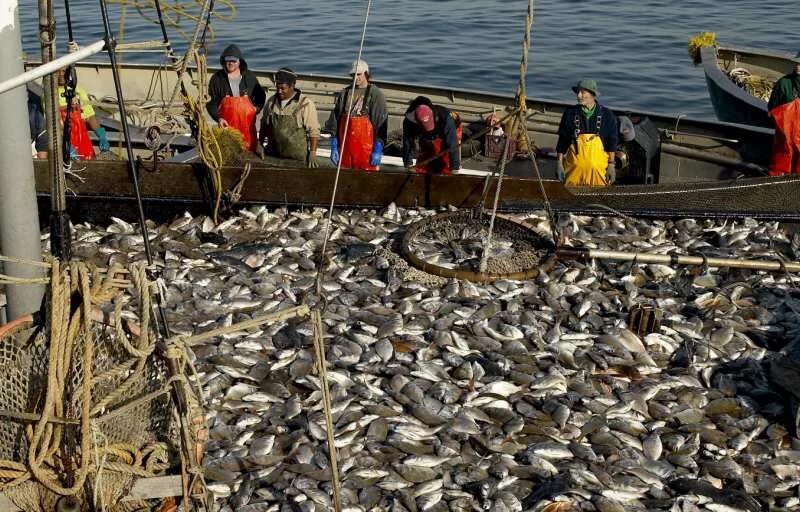 Добыча рыбы. Промысел рыбы. Добыча рыбы в море. Промысловое рыболовство. Улов ресурсы